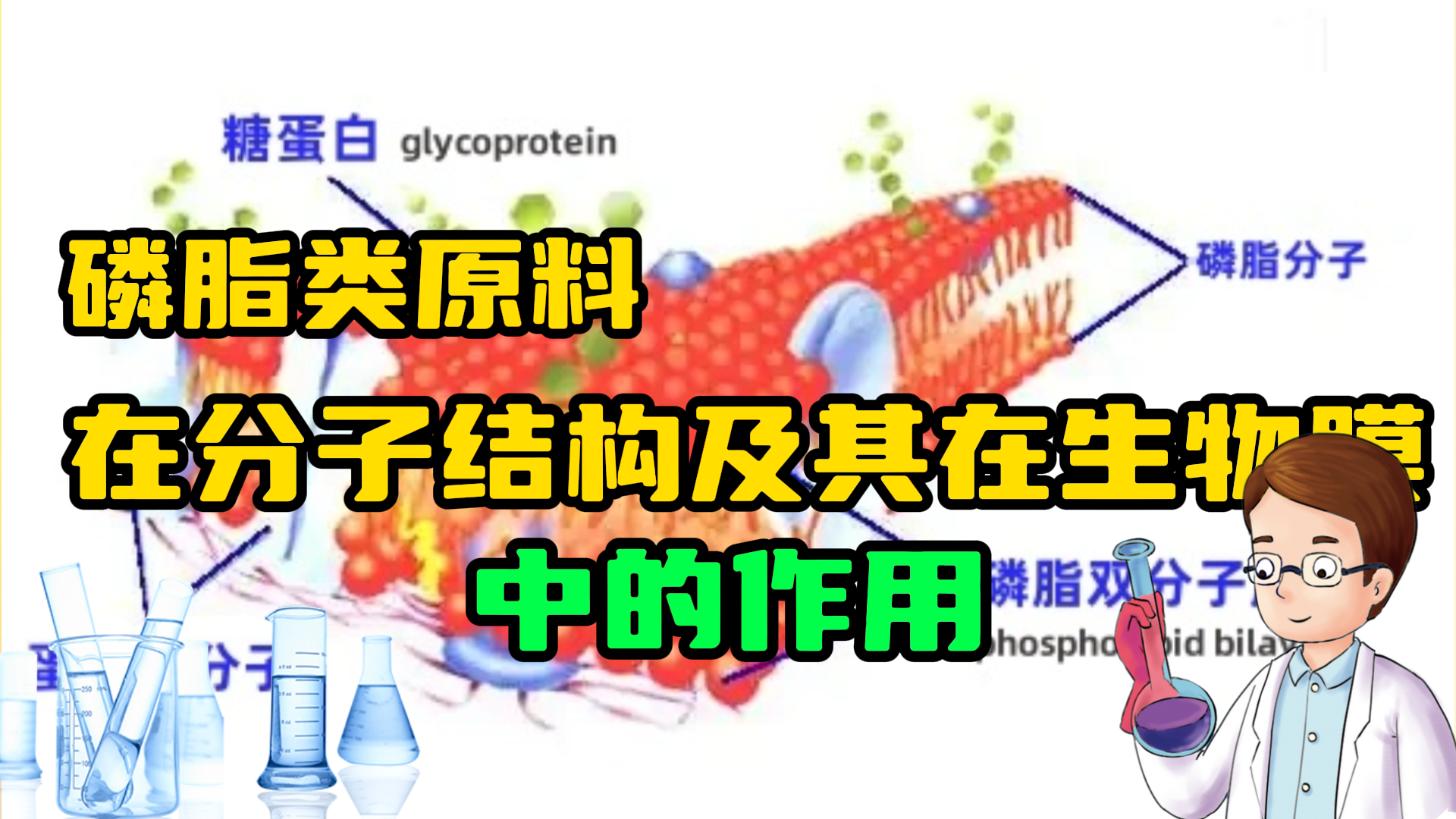 磷脂类化学试剂原料在分子结构及其在生物膜中的作用