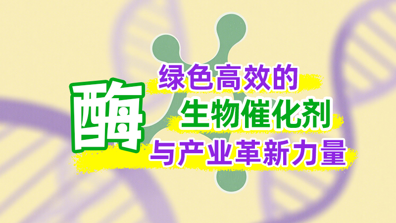 酶：绿色高效的生物催化剂与产业革新力量