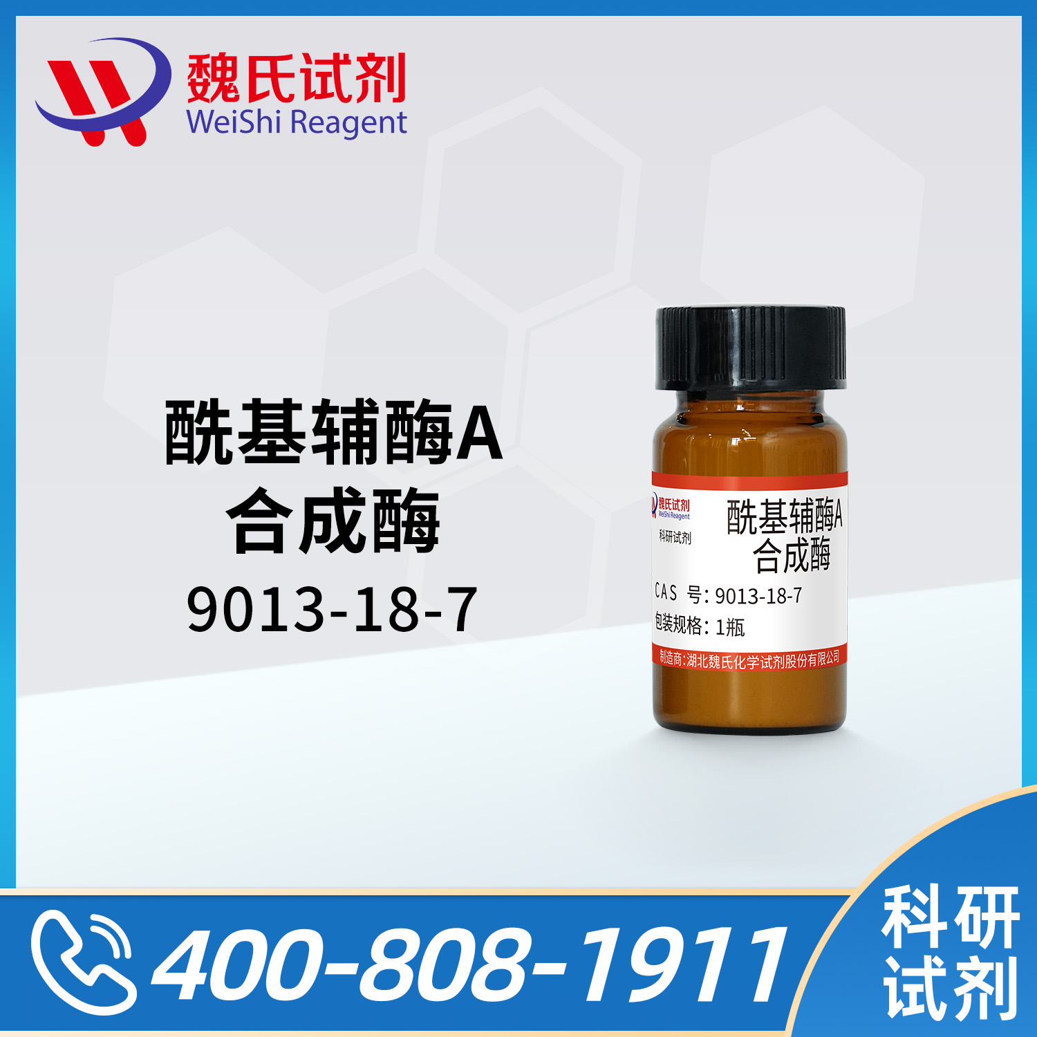 酰基辅酶A合成酶(ACS)