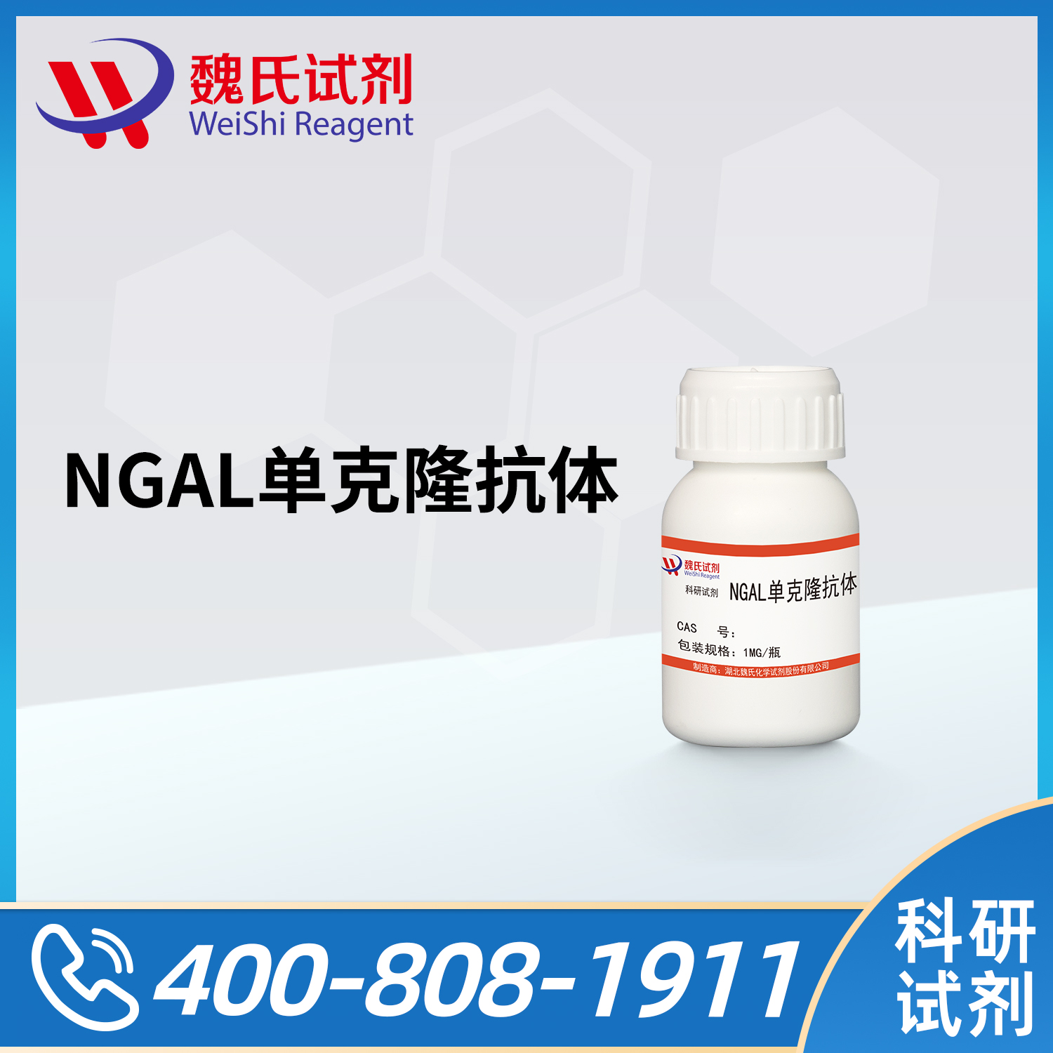 NGAL单克隆抗体