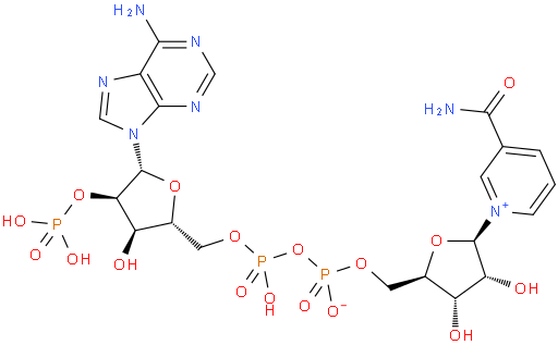 beta-nicotinamide adenine dinucleotide phosphoric acid